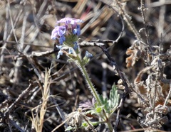 Glandularia gooddingii