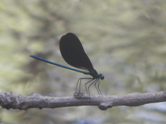 Calopteryx maculata