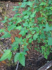 Ribes magellanicum