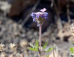 Glandularia gooddingii