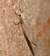 Calamidia hirta