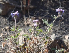 Glandularia gooddingii