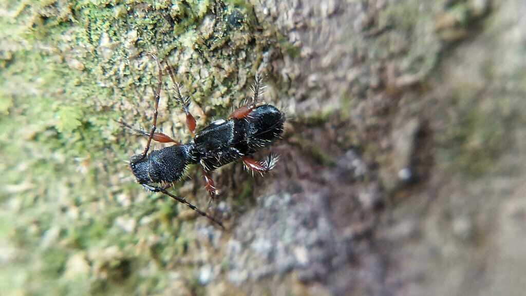 Tilloclytus cleroides