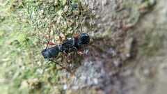 Tilloclytus cleroides