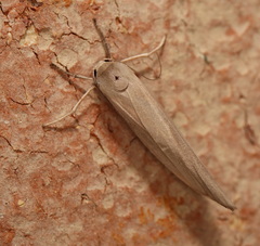 Calamidia hirta