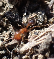 Solenopsis xyloni