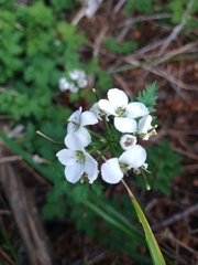 Cardamine geraniifolia
