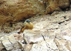 Hirundinea ferruginea