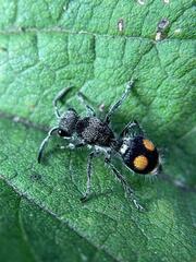 Hoplomutilla