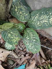 Dieffenbachia seguine