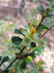 Hibbertia monogyna