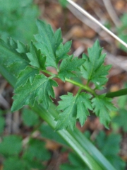 Cardamine geraniifolia