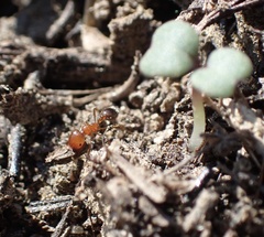 Solenopsis xyloni