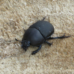 Geotrupes opacus
