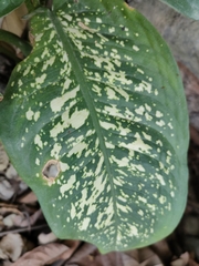 Dieffenbachia seguine