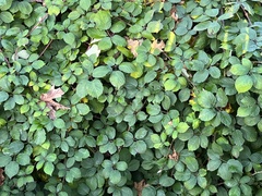 Rubus bifrons