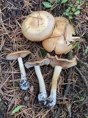 Cortinarius glaucopus