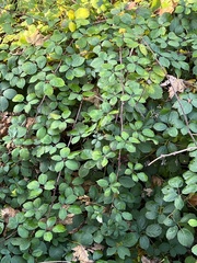 Rubus bifrons