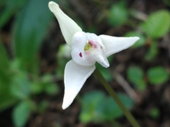 Codonorchis lessonii