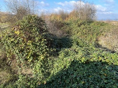 Rubus bifrons