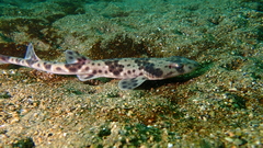 Schroederichthys chilensis