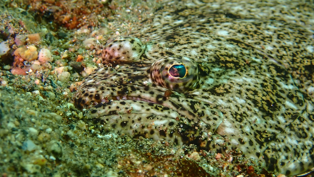 Bigeye Flounder