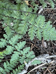 Myriopteris alabamensis