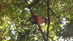 Pulsatrix perspicillata