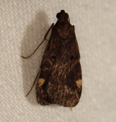 Hydrillodes funestalis