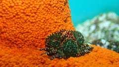 Allopetrolisthes spinifrons