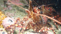 Rhynchocinetes typus