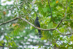 Trogon chionurus