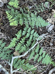 Myriopteris alabamensis