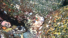 Hypsoblennius sordidus