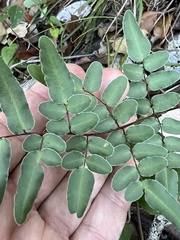 Myriopteris alabamensis