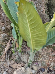Dieffenbachia
