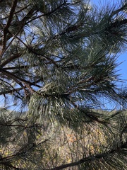 Pinus muricata