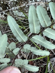 Myriopteris alabamensis