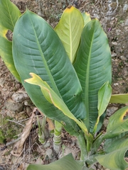Dieffenbachia