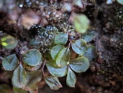Rhizomnium punctatum