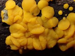 Calycina confluens