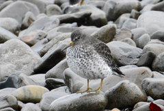 Calidris ptilocnemis