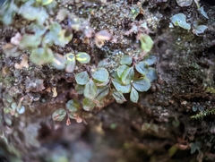 Rhizomnium punctatum