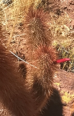 Cleistocactus