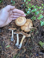 Cortinarius glaucopus