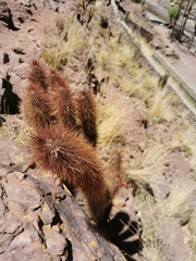 Cleistocactus