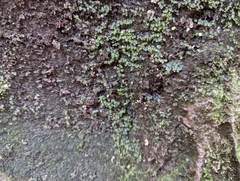 Rhizomnium punctatum