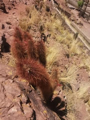 Cleistocactus