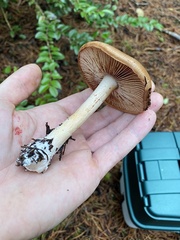 Cortinarius glaucopus