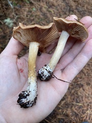 Cortinarius glaucopus